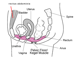 kegel muscles
